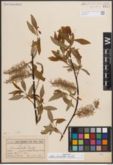 Foto von Salix discolor Muhl.